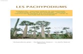 Pachypodiums - Baobabs · 2014. 1. 10. · Pachypodium rutenbergianum, Pachypodium lamerei par exemple). Cette caractéristique indique que ces plantes utilisent leurs feuilles pour