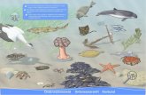 Onderwaterwereld Unterwasserwelt Havbund - WWF...havfugle dykker utrætteligt under vandet i deres jagt efter fisk, muslinger eller krebs. Onderwaterwereld Unterwasserwelt Havbund