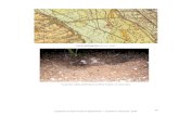 Carte géologique (Source : BRGM) · Carte géologique (Source : BRGM) Le terrain sablo-caillouteux du Bois Jordan, en sous-bois. 11 Expertise du Bois Jordan à Bartenheim – Cabinet