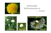 Astéracées Inflorescences et ……fruitsunt-ori2.crihan.fr/unspf/2009_Paris11_Simon_Asteracees.pdf · Ambrosia artemisifolia. Botanique systématique - 2009 UFR Pharmacie – Université