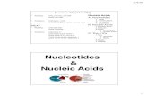 Nucleotides Nucleic Acids - bu.edu · Nucleotides: Nomenclature-ine -osine-idine-ylate Aden Guan Cyt Thym Ur Cytos-idylate Nucleic Acid Bases, Nucleosides, and Nucleotides Nucleotide