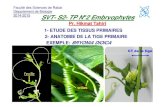 Département de Biologie SVT- S2- TP N2 Embryophytes · 2018. 4. 17. · SVT- S2- TP N°2 Embryophytes Pr. Hikmat Tahiri 1- ETUDE DES TISSUS PRIMAIRES 2- ANATOMIE DE LA TIGE PRIMAIRE