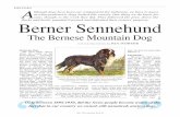 225-240 Web.qxp 225-240 12/20/18 2:39 PM Page 1 A ... Mountain...Hunderasse (Swiss breeds) “... this is absolutely not a consequence of inbreeding but the legacy of old farm dogs.”