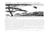 Studies of West Palearctic birds* - The RSPBHeather Calluna vulgaris on Scottish moorland. Earthworm-rich soils are chosen by Woodcocks for feeding areas during the breeding season,