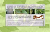 ABEDUL ABEDUL CELTIBÉRICO CELTIBÉRICO CELTIBÉRICO ( (((Betula pubescens … · 2011. 11. 18. · ABEDUL ABEDUL CELTIBÉRICO CELTIBÉRICO CELTIBÉRICO ( (((Betula pubescens subp.