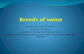 DANVEER SINGH YADAV Assistant Professor Livestock ...ndvsu.org/images/StudyMaterials/LPM/Breeds-of-swine.pdfThis breed was evolved in Yorkshire of Northern England by crossing. First