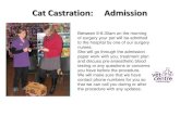 Cat Castration: Admission...Cat Castration: Admission Between 8-8.30am on the morning of surgery your pet will be admitted to the hospital by one of our surgery nurses. She will go