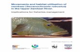 nembwe( Serranochromis robustus intheUpperZambeziRiver. · 2012. 7. 25. · (Serranochromis robustus) in the Upper Zambezi River. Implications for fisheries management. - NINA Project