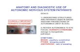 ANATOMY AND DIAGNOSTIC USE OF AUTONOMIC NERVOUS … · BASIC PATHWAY: 2 NEURON ARC All two neuron pathways: 1) Neuron 1 = Pre-ganglionic neuron - cell body in CNS; axon leaves CNS