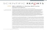 MicroRNAs in Honey Bee Caste Determination · 2018. 12. 3. · honeybee female and male caste-specific microRNA and transcriptomic molecular signatures during ... show gene enrichment