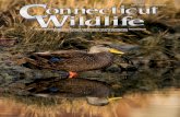 PUBLISHED BY THE CONNECTICUT DEPARTMENT OF ......2 Connecticut Wildlife November/December 2008 Lately, I have taken to hunting with an older fellow. This man is a conservationist in