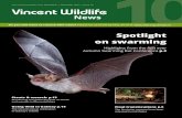 Spotlight on swarming - Vincent Wildlife Trust · 2017. 12. 5. · colonies, mating at swarming sites can facilitate geneflow between otherwise isolated populations. Ultimately, swarming