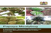 Papaya Mealybug - CABI.orgPapaya mealybugs cause indirect economic losses related to the purchase and application of insecticides, including extra labour for application of management