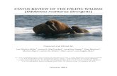 STATUS REVIEW OF THE PACIFIC WALRUS Odobenus ......walrus (Odobenus rosmarus divergens) as threatened or endangered under the United States Endangered Species Act (ESA [16 U.S.C. 1531