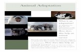 Animal Adaptations by Maysie Ricardo and Ella...Animal Adaptations by Maysie Ricardo and Ella Created Date 1/27/2015 3:44:30 AM ...