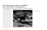 El bosque termófilo en Gran Canaria · 2003. 8. 28. · el granadillo (H~pericwn cu- narienw) en cl Dragonal. pre- senta los peores. Sin embargo, el granadillo en Bandama se desarrolla