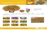 TIMELESS™ COLLECTION BLAZING GLORY™ - Danziger...More varieties of TIMELESS Collection: • Compact, early and abundant flowering • Nice bi-color flower contrast Yellow Crown