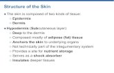 The skin is composed of two kinds of tissue: Structure of ...jkreider.weebly.com/uploads/4/7/1/0/47104229/... · Structure of the Skin The skin is composed of two kinds of tissue: