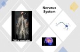 Nervous System...2.Peripheral Nervous System A) Central Nervous System (CNS) •contains the brain and spinal cord •coordinates all incoming and outgoing information •all of the