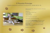 Il Piccolo Principe - Microsoft · 2017. 5. 18. · Il Piccolo Principe Progetto di educazione cinofila per la scuola primaria- metodo Skills for Life OBIETTIVI IDENTIFICATI: affrontare