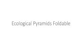Ecological Pyramids Foldable...Biomass Pyramid •Label trophic levels (Producers, Primary (1°) consumer, Secondary (2°) consumer, Tertiary (3°) consumer) •Start with 5,000,000kg