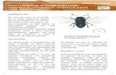 WordPress.com · 2018. 4. 1. · cochinillas parasitadas. Veamos algunas características de las más comunes: Metaphycus sp mide 1-1,5 mm, de cuerpo compacto con pequeñas antenas
