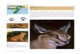 AFRICA CARACAL Caracal caracal - AHG · 2017. 1. 18. · Caracal Shot placement Caracal Medium-sized cat (shoulder height 45 cm (17.7”); weight 7 – 19 kg (15 - 42 lb)) that is