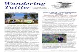 Wandering Tattler · 2021. 1. 19. · Tattler February 2021 Volume 70, Number 5 Remember Audubon House? That converted, charming early 20th century hunter’s camp? - The face of