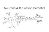 RJT Neurons & the Action Potential...Resting Potential In a resting neuron, there is a difference in electrical charges on the outside and inside of the plasma membrane. The outside