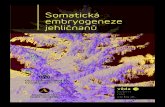 Somatická embryogeneze jehličnanů · 2015. 12. 8. · Chalupou (Somatic embryogenesis and plantlet regeneration from cultured immatu-re and mature embryos of Picea abies (L.) Karst.