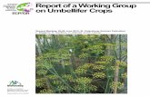 Report of a Working Group on Umbellifer Crops...The European Cooperative Programme for Plant Genetic Resources (ECPGR) is a collaborative programme among most European countries aimed