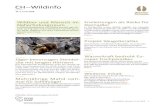 CH–Wildinfo...CH–Wildinfo Nummer 3 / Juni 2018 1 Nr. 3 / Juni 2018 Jäger bevorzugen Steinbö - cke mit langen Hörnern Das internationale Forscherteam unter der Leitung der Eidg.