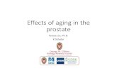 Effects of aging in the prostate embargoed · • UW –Madison O’Brien Center • UT‐Southwestern • Doug Strand • UW –Madison Institute on Aging • Roz Anderson • UW
