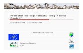 Proiectul “Salvaţi Pelicanul creţ în Delta Dunării”monitoring.sor.ro/Download/BugariuS_pelican_cret.pdfPelicanul cret Alte specii de pelicani Stiaţi că? Galerie foto Informaţii