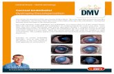 Corneal Endothelial - Centres vétérinaires DMV...endothelial degeneration, in which the cells in the endothelium die. As a result the corneal stroma fills with water, causing it