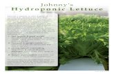 Johnny's Hydroponic Lettuce ... Green Oakleaf DM: EU 16–31, 34, 36, US 5–9. Lush, voluminous heads with high uniformity, leaf count, and gloss. 4191JP Salanova® Hydroponic Red