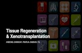 Tissue Regeneration & Xenotransplantation · 2018. 9. 5. · SADSAD. YU. TISSUE ENGINEERING _ _ _ _ _ ORGAN _ _ _ _ _ _ _ _ DONATION. TISSUE ENGINEERING - aims to regenerate damaged