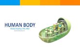 HUMAN BODY - WordPress.com · 2020. 9. 13. · THE CELL Cells are the smallest units of the human body and constitute every partofit. There are around 100 trillion cells in human