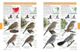 Spotted Flycatcher African Dusky Flycatcher Ashy ... · PDF file FLYCATCHERS FLYCATCHERS BLUE-GREY FLYCATCHERS: Subtropical flycatchers with similar blue-grey plumage but very different