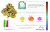 EUPHORIC RELAXING HAPPY SLEEPY MOTIVATING...PEPPER EARTH CITRUS Ghost of the M is the child of 3 incredible Indica strains. The potent Afghani delivers a deep relaxation that pairs