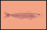 LIKE A COLD FISH | FROM THE RAW BAR LITTLE FISHES DISHES ... · CRUDO STYLE | AVOCADO, JALEPENO, CUCUMBER, RADISH SALSA Ora King Salmon, Alpine Bay NZ 19.5 Kingfish, Coffin Bay SA