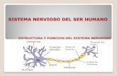 SISTEMA NERVIOSO DEL SER HUMANO - WordPress.com...sistema nervioso del ser humano estructura y funcion del sistema nervioso ¿ como se coordinan y controlan algunas funciones del cuerpo