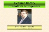 Evoluce kostry - Masaryk University · 2016. 11. 14. · Fetální období - vývoj plodu • V 7. měsíci váží od 1200 do 2000 gramů, měří přes 40 cm a má plně vyvinuty
