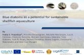Blue diatoms as a potential for sustainable shellfish ......Blue diatoms as a potential for sustainable shellfish aquaculture By Fiddy S. Prasetiya*, Priscilla Decottignies, Michèle