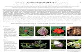 DRAFT—Gesneriaceae of BELIZE—DRAFT 1 · 2020. 5. 12. · Gesneriaceae of BELIZE 3 Bruce K. Holst1, David Amaya2, Ella Baron2, Marvin Paredes2, Elma Kay3 Codonanthopsis macradenia.