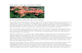 Het jaar van de azalea mollis Het... · PDF file 2013. De azalia mollis die Henk van Keulen op 30 augustus 1944 aan zijn vrouw Beb gaf. De lente van 2013 kleumt. Het is vier mei en