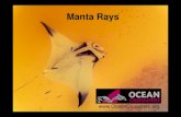 8th Lesson Manta Rays - Ocean Crusaders Lesson Manta... · 2012. 5. 24. · Manta Rays Manta rays are the largest species of ray with the largest specimen recorded at more than 7.7m