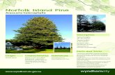 Norfolk Island Pine - Wyndham City · Norfolk Island Pine Araucaria heterophylla Typical height: 20- 25 metres Typical width: 5-10 metres Growth rate: Moderate to fast Typical form:
