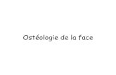 Ost£©ologie de la face - annee ortho/Phonation/El Haddioui...¢  2011. 1. 4.¢  Os palatin Face m£©diale