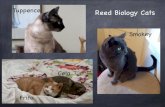 Tuppence Reed Biology Cats...Reed Biology Cats "Cougar" Che Che Mere Cat Fela Kitty Reed Biology Cats Chelsea Charlie Candi Reed Biology Cats Willie Winston Bigs Title BioCatsNew.key